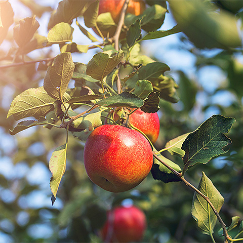 九游体育官方注册热带水果五