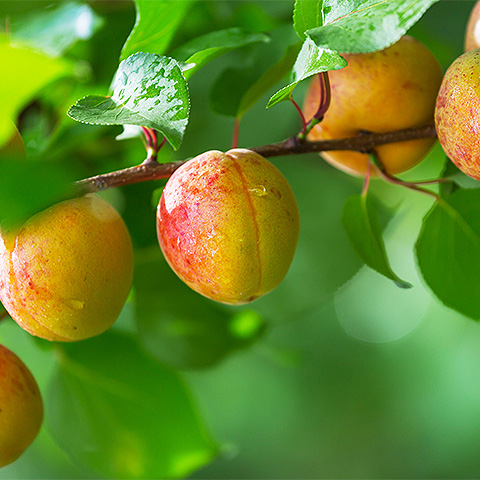九游体育官方注册热带水果七